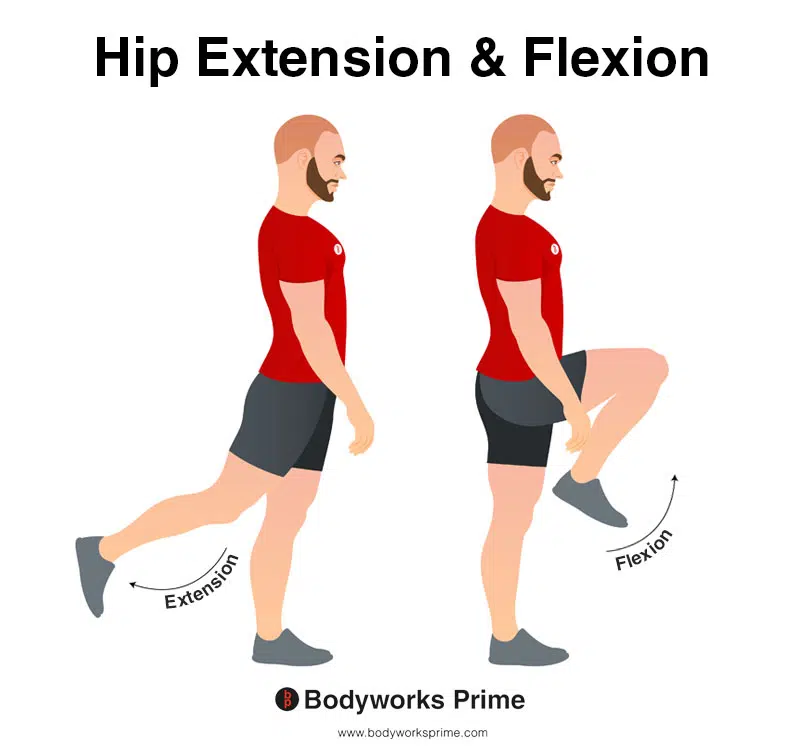 Image of a person demonstrating the movement of hip extension and flexion.