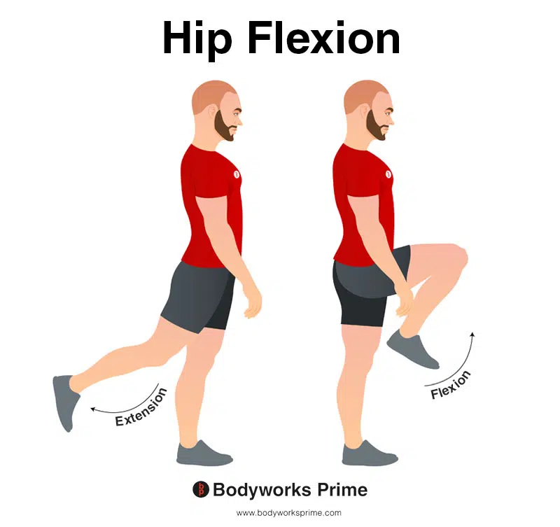 Image of a person demonstrating the movement of hip flexion.