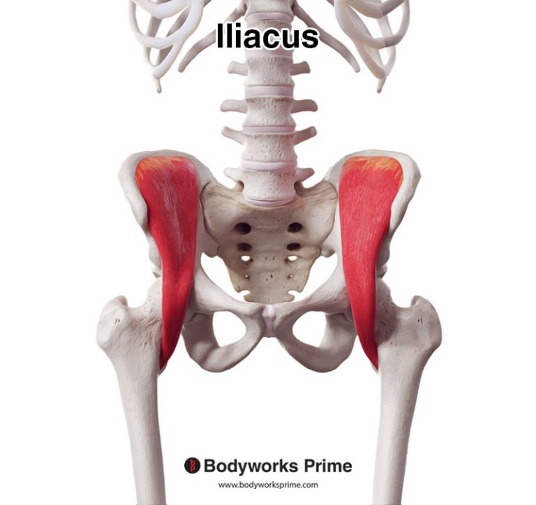 Iliacus muscle anatomy diagram