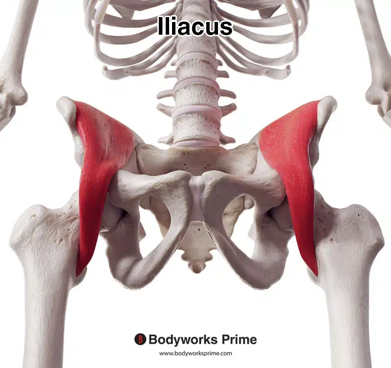Iliacus, inferior view