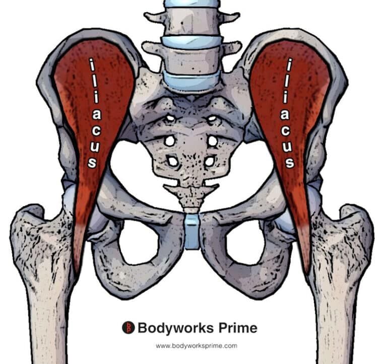 Rectus Femoris Muscle Anatomy - Bodyworks Prime