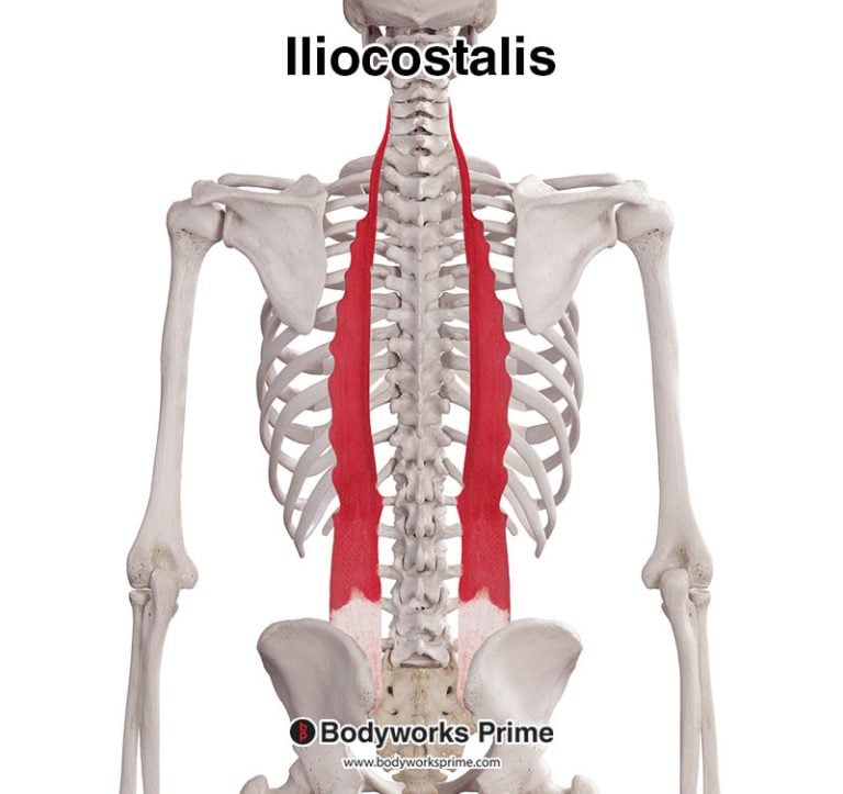 Iliocostalis muscle anatomy diagram