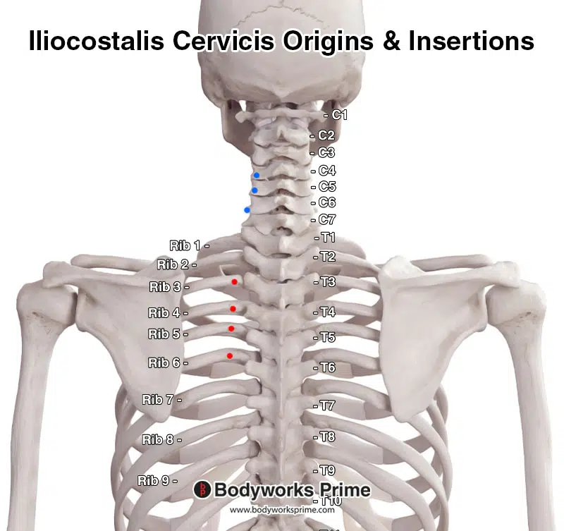 iliocostalis cervicis origins and insertions