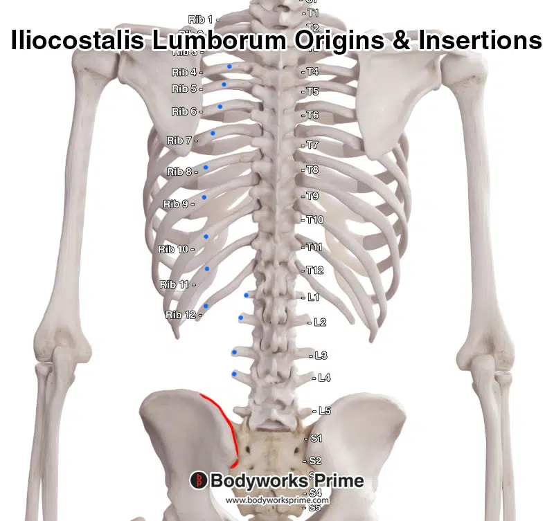 iliocostalis lumborum origins and insertions