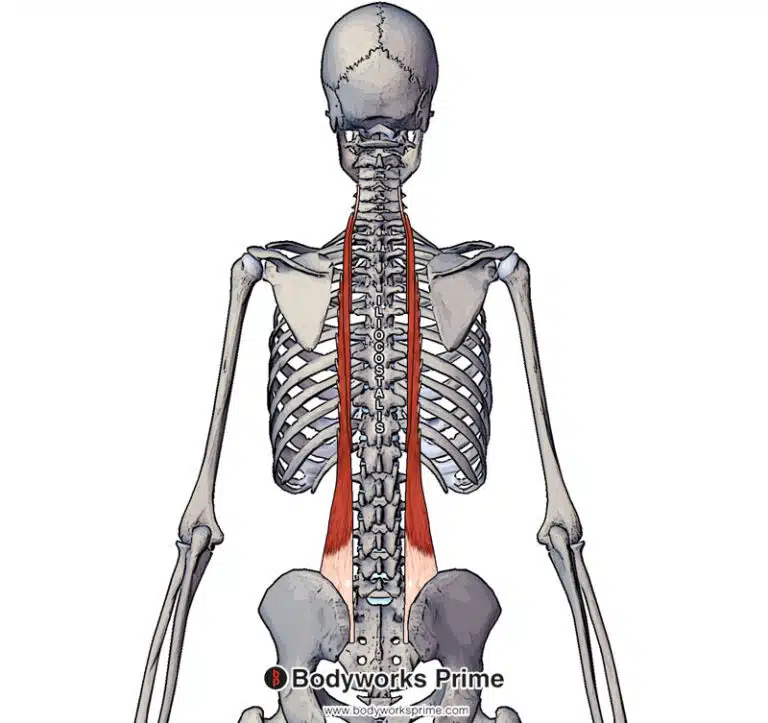 Iliocostalis Muscle Anatomy
