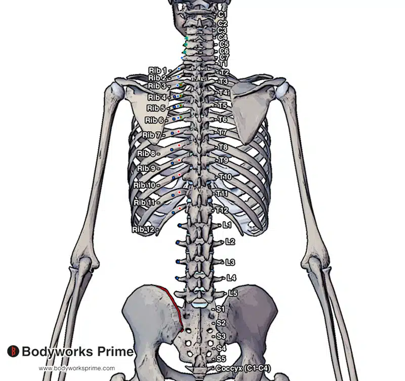 Origins and insertions of iliocostalis lumborum, thoracis, and cervicis