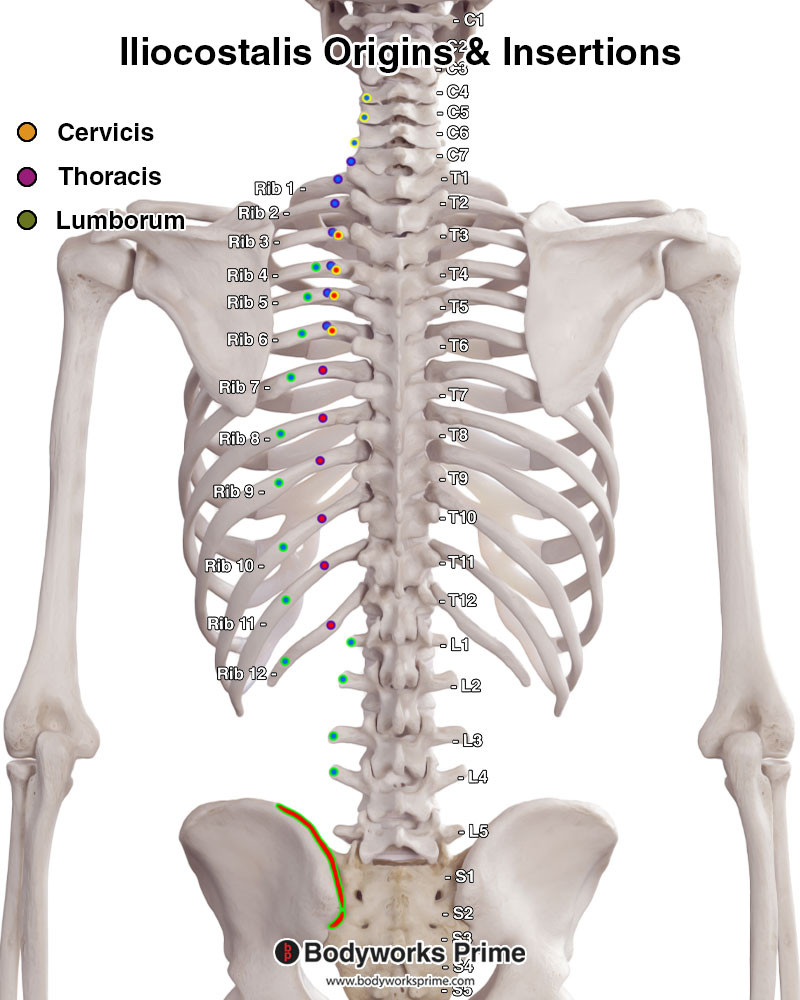 iliocostalis origins and insertions