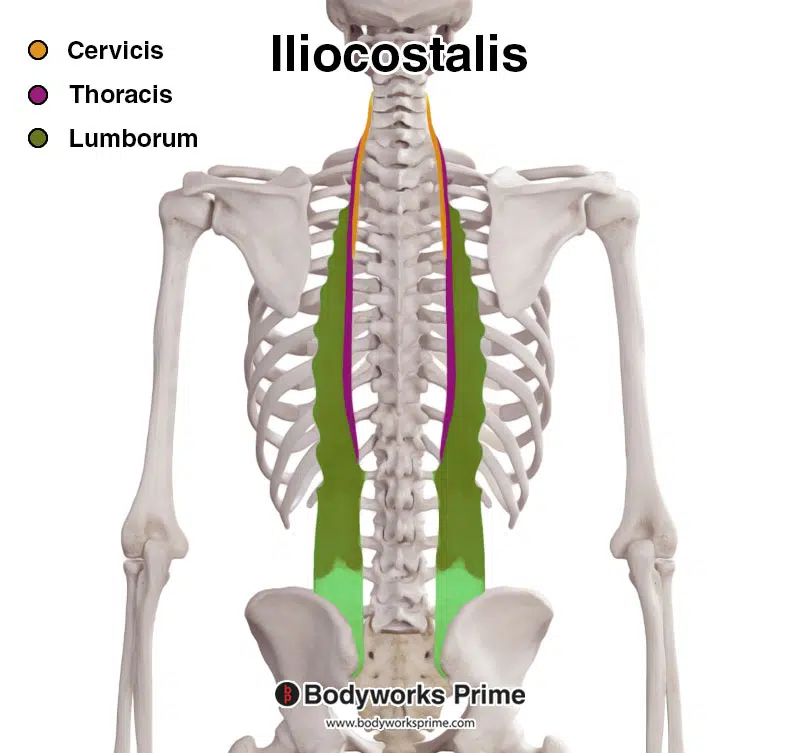 iliocostalis muscle sections - iliocostalis lumborum, iliocostalis thoracis, iliocostalis cervicis