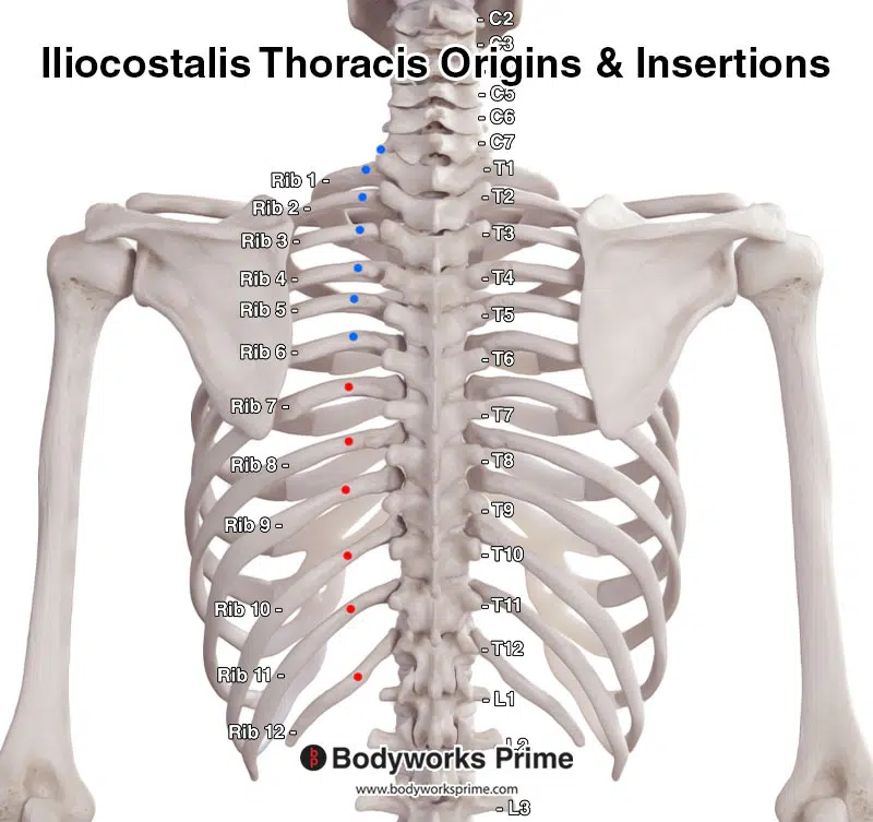 iliocostalis thoracis origins and insertions