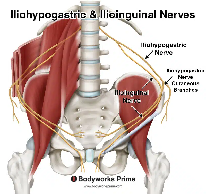 iliohypogastric and ilioinguinal nerves