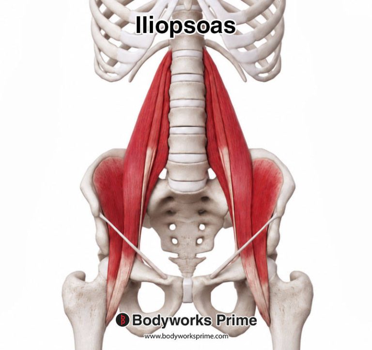 Iliopsoas muscle anatomy diagram