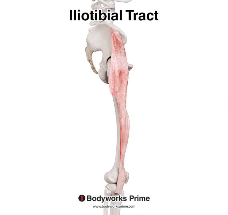 Iliotibial Tract (ITB) muscle anatomy diagram