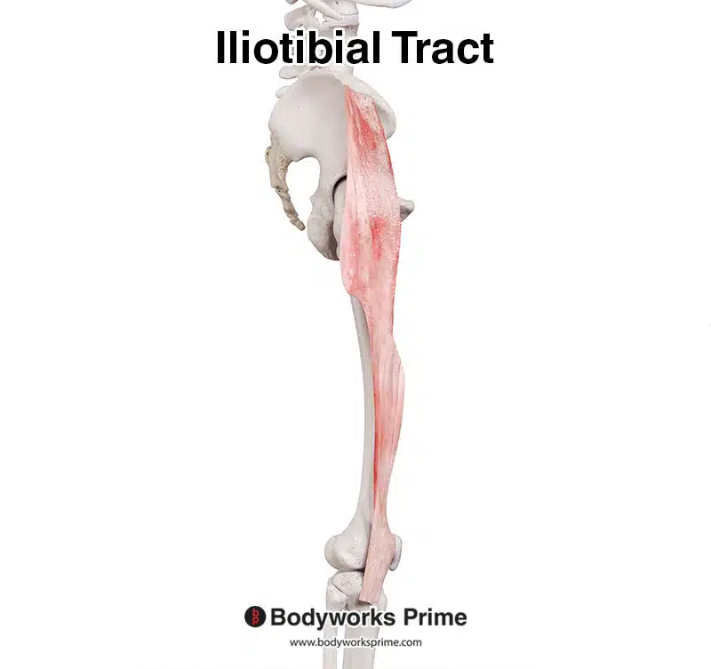 iliotibial tract in isolation