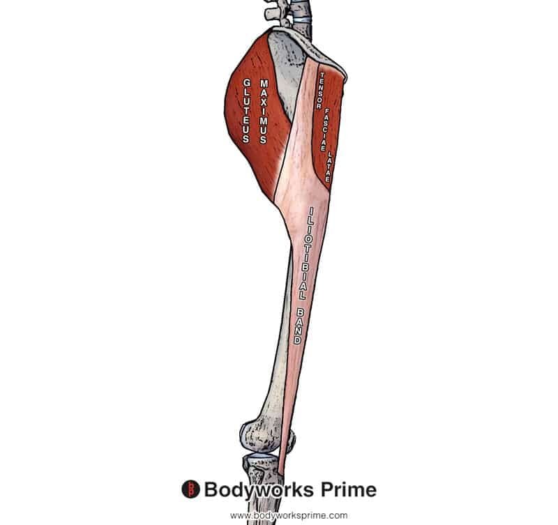 Iliotibial Tract Itb Anatomy Bodyworks Prime 5110