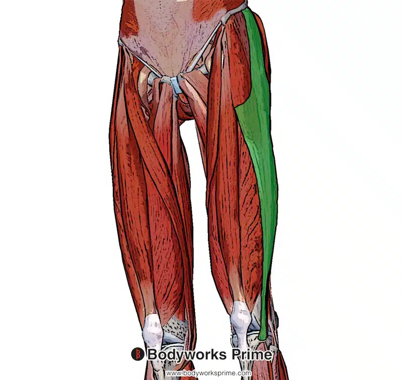 iliotibial tract amongst the other muscles of the leg