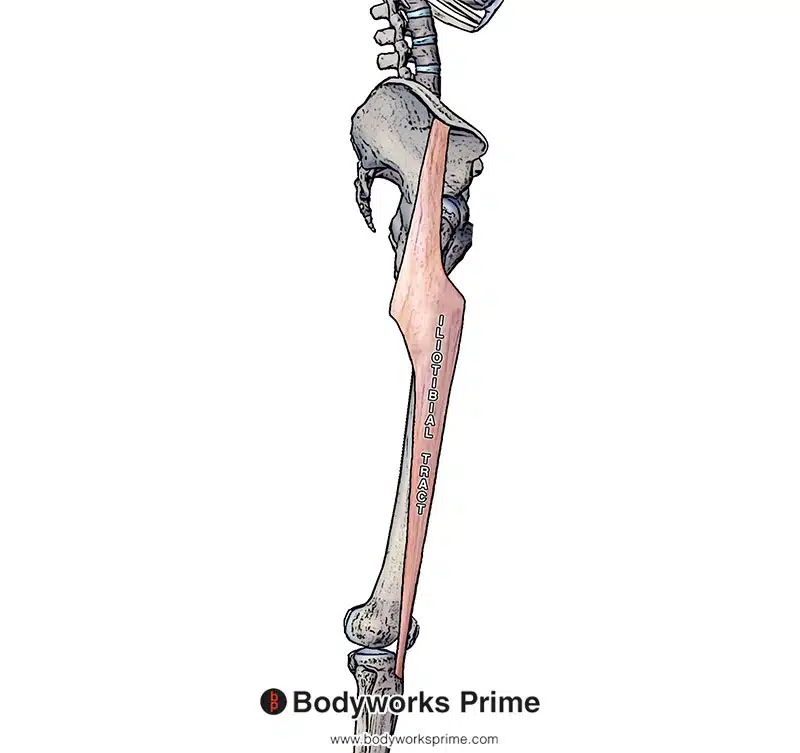 iliotibial tract in isolation