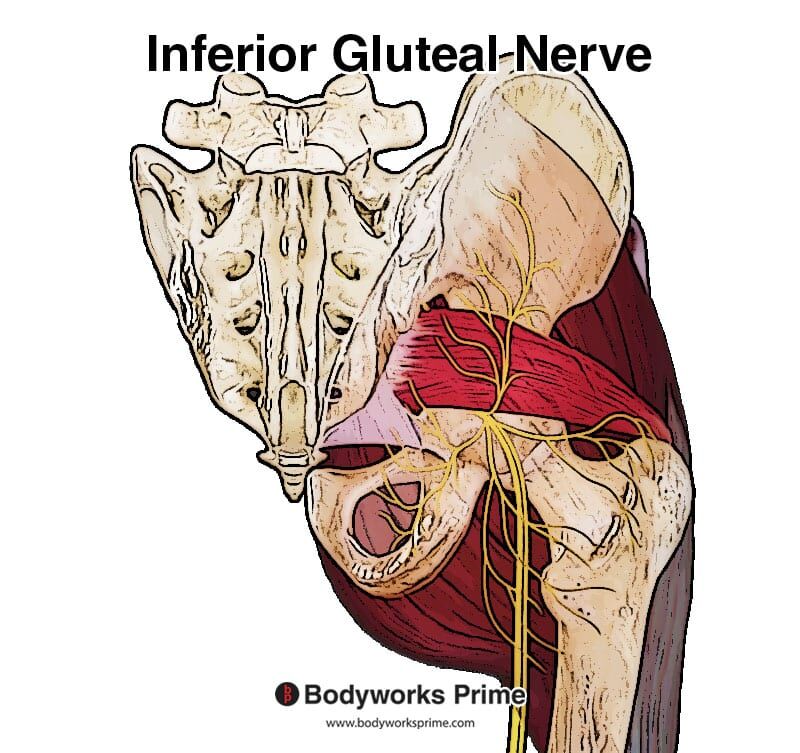 inferior gluteal nerve