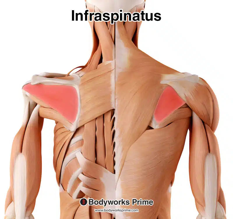 infraspinatus muscle highlighted in red, deep and superficial view