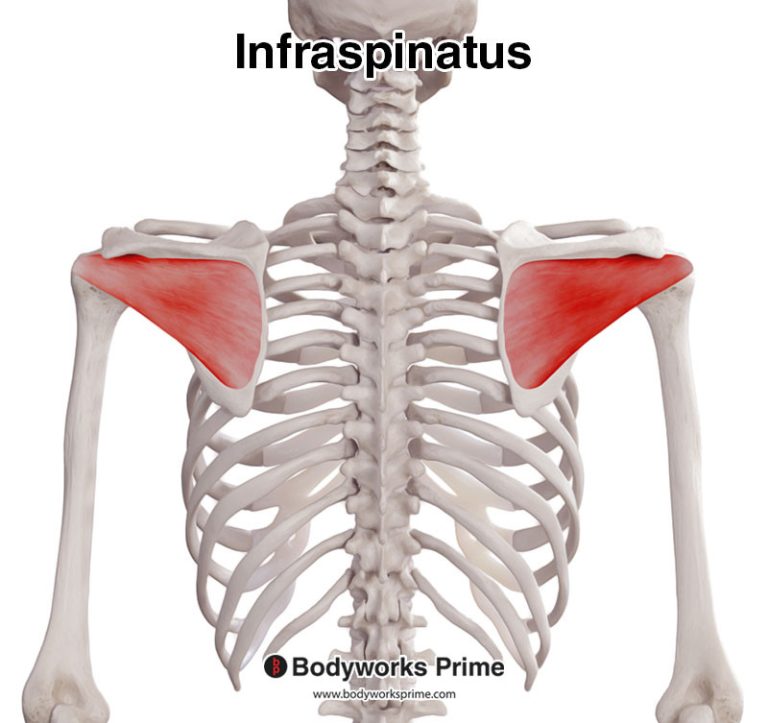 Infraspinatus muscle anatomy diagram