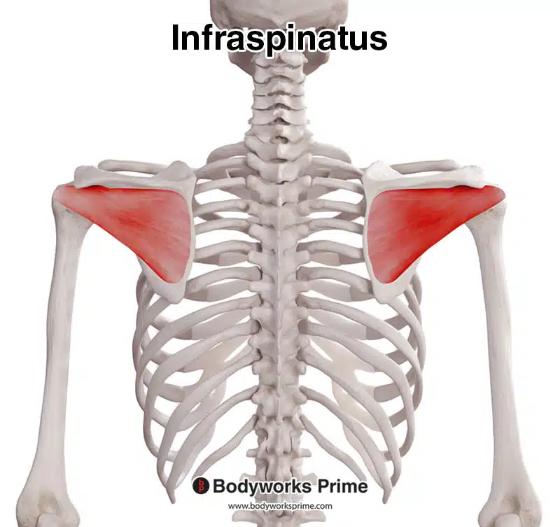 infraspinatus muscle, posterior view