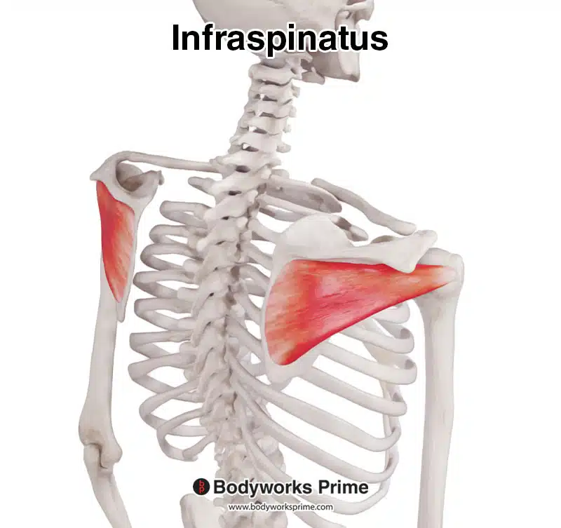 infraspinatus muscle, posterolateral view