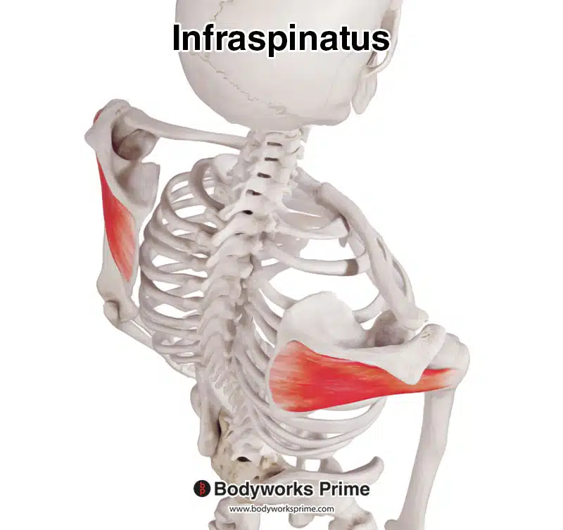 infraspinatus muscle, superior view