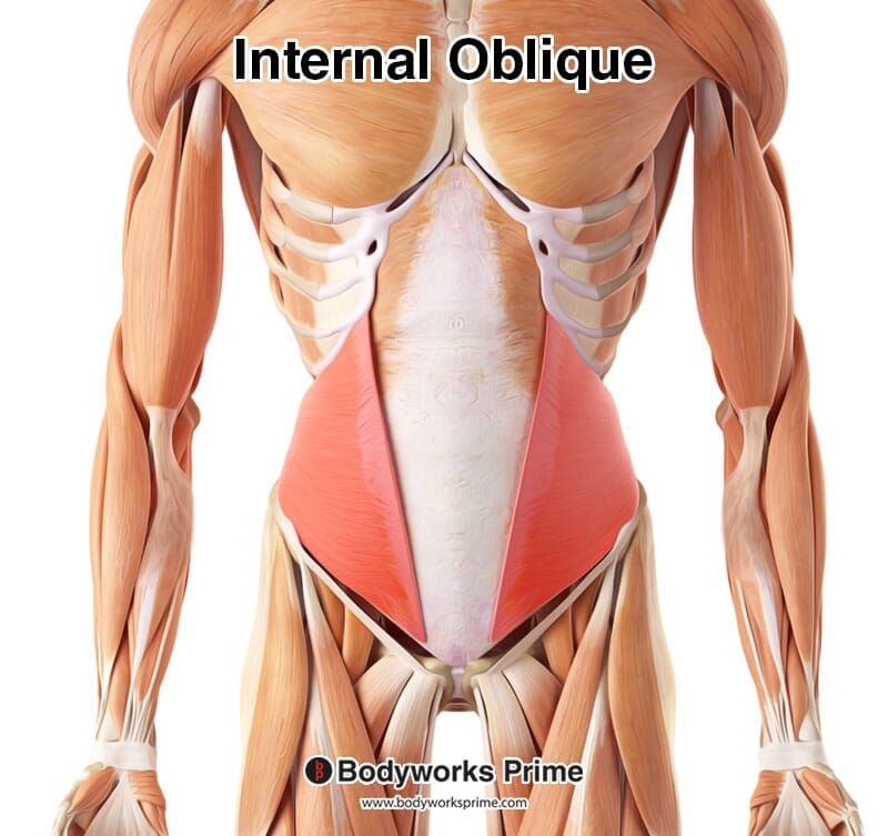 internal oblique highlighted in red