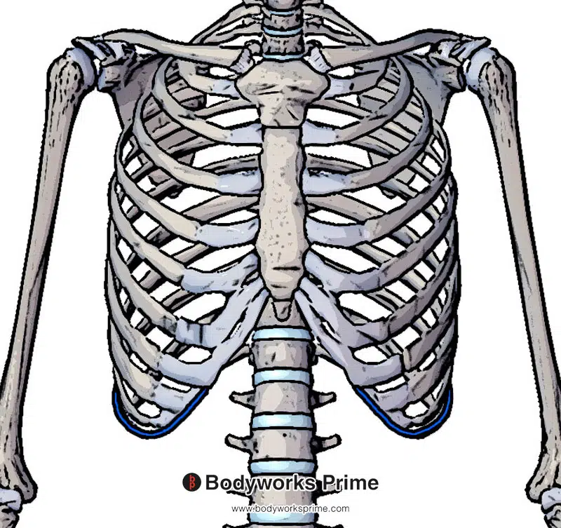 insertion of the internal oblique muscle on the tenth rib and the adjacent costal cartilages