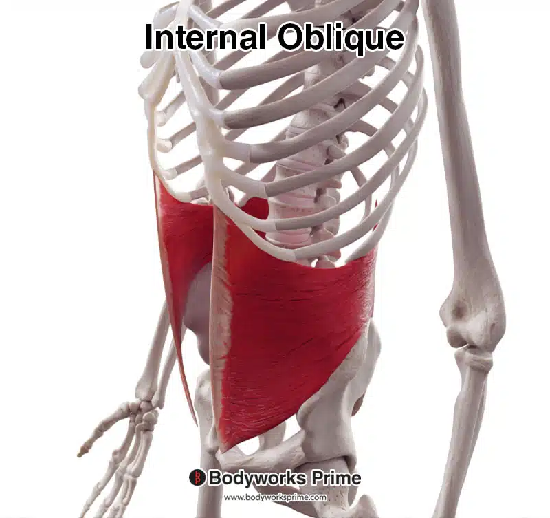 internal oblique anterolateral view