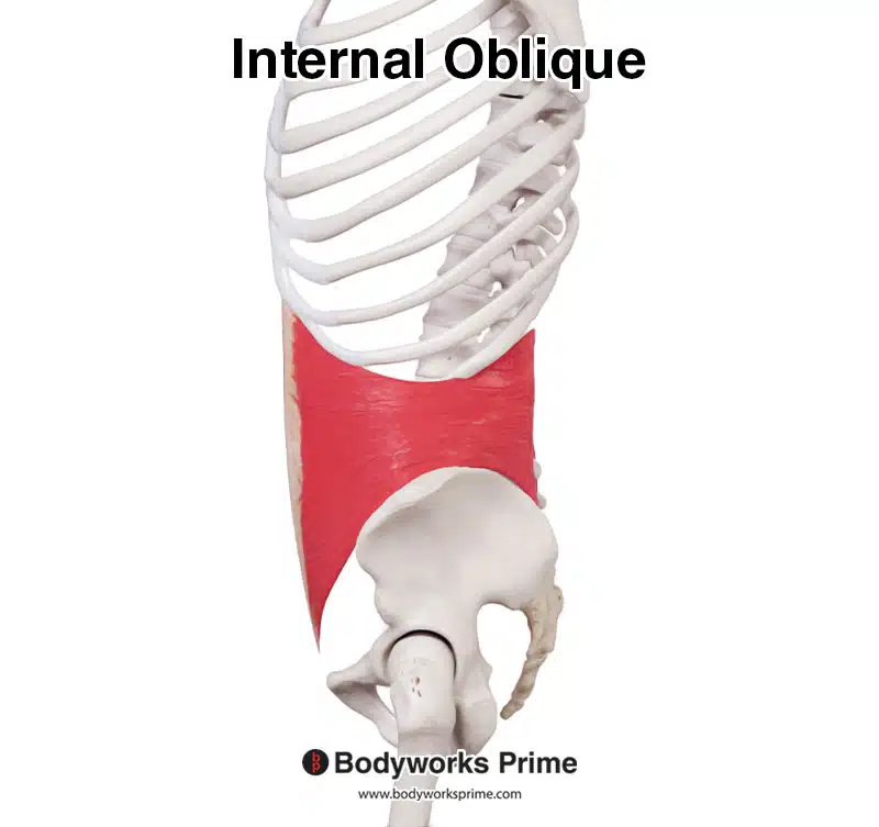 internal oblique lateral view