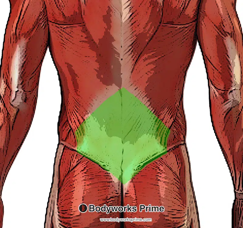 origin of the internal oblique muscle on the thoracolumbar fascia