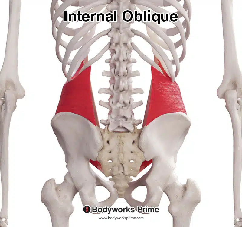 internal oblique posterior view