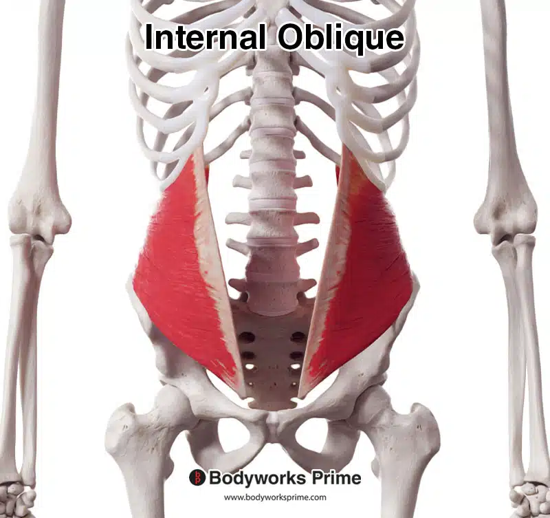 internal oblique anterior view
