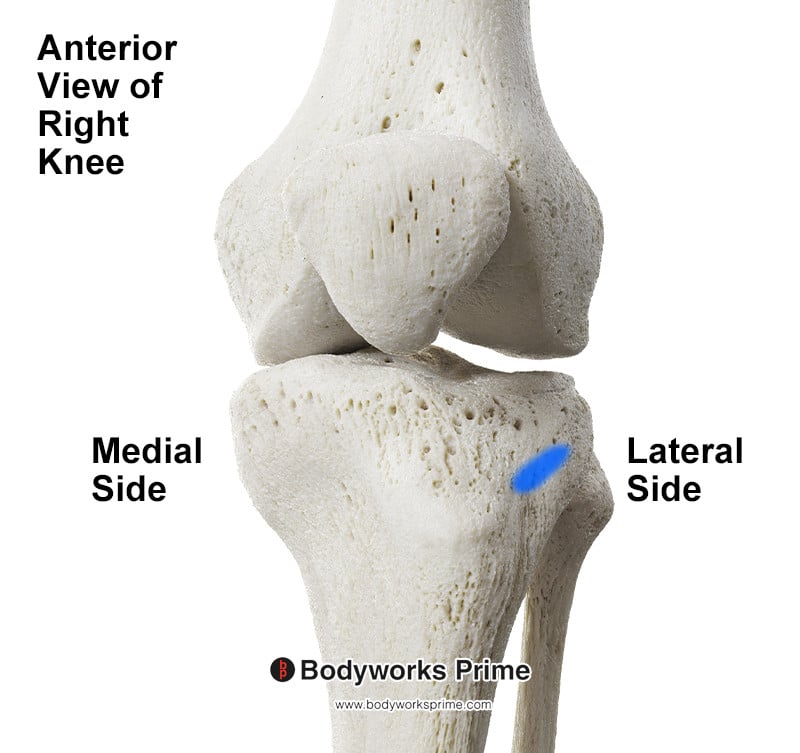insertion of the iliotibial band on the tibia