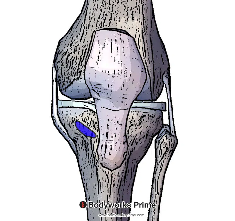 insertion of the iliotibial band on the tibia