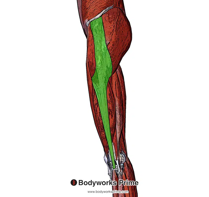 luteus maximus muscle insertion on the iliotibial band