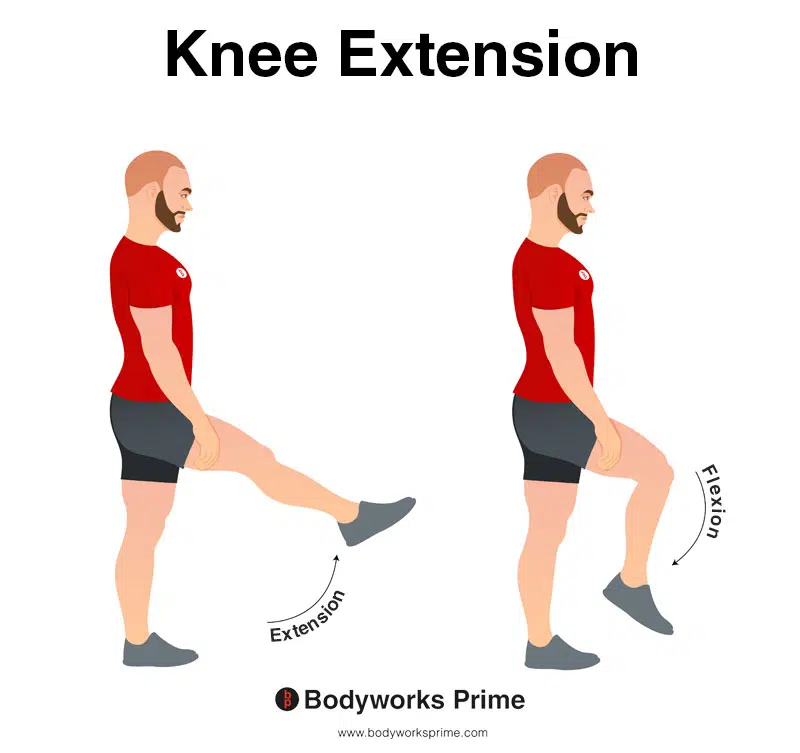 Image of a person demonstrating the movement of knee extension.