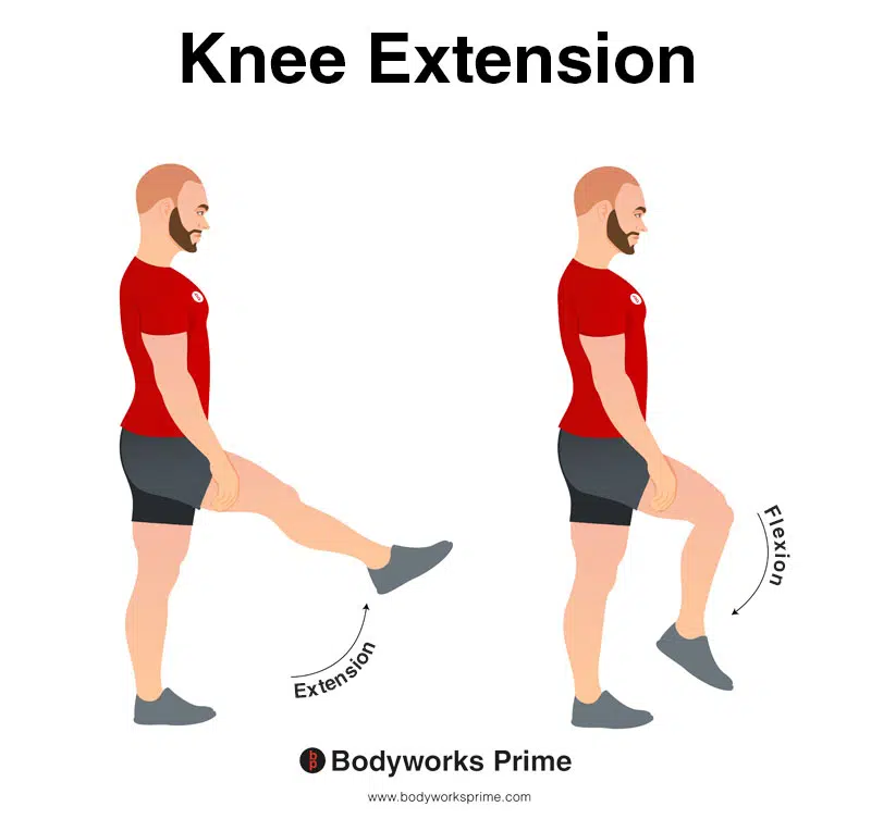 Knee extension online quadriceps