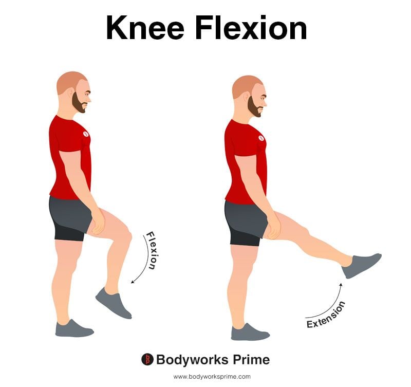 Image of a person demonstrating the movement of knee flexion.