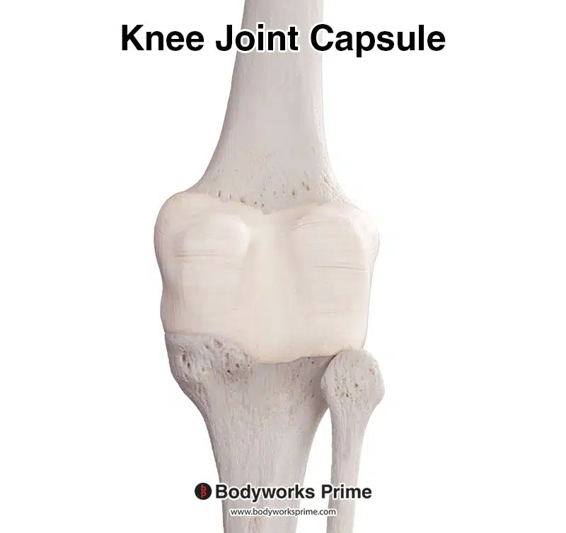Image of the knee joint capsule.