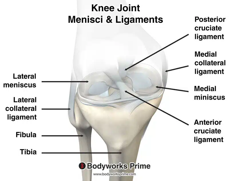Image of the knee joint menisci and ligaments.