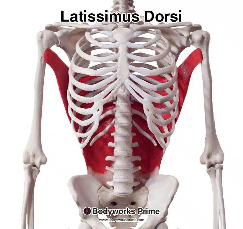 latissimus dorsi muscle from an anterior view