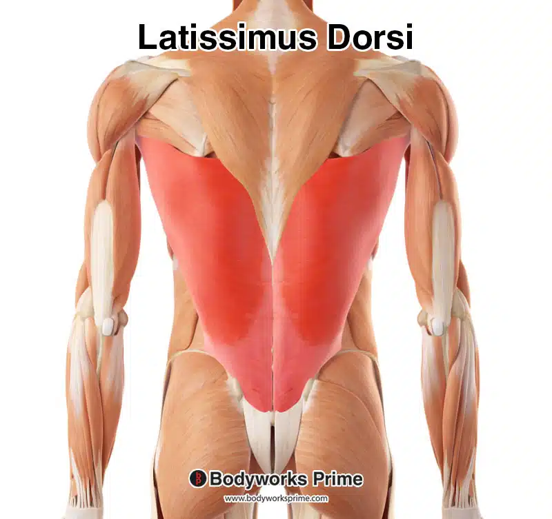 latissimus dorsi muscle highlighted in red