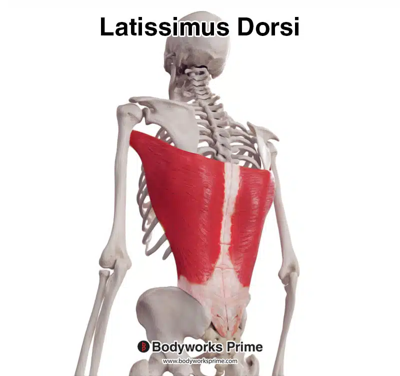 latissimus dorsi muscle from a posterolateral view