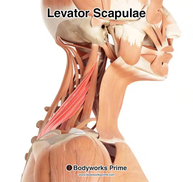 levator scapulae highlighted in red amongst the other muscles of the body, seen from a lateral view