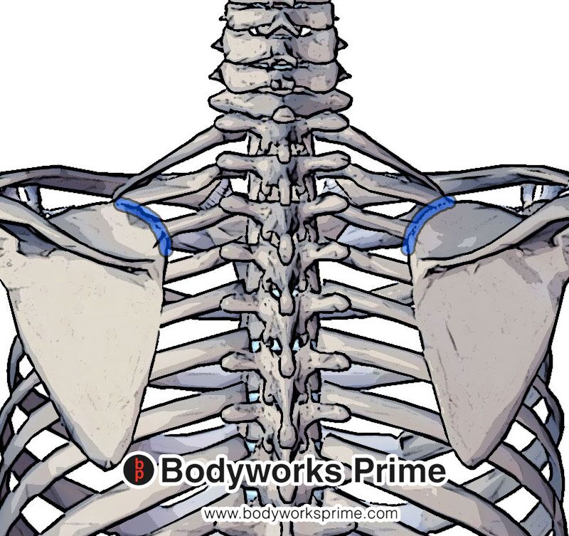 the insertion of the levator scapulae muscle