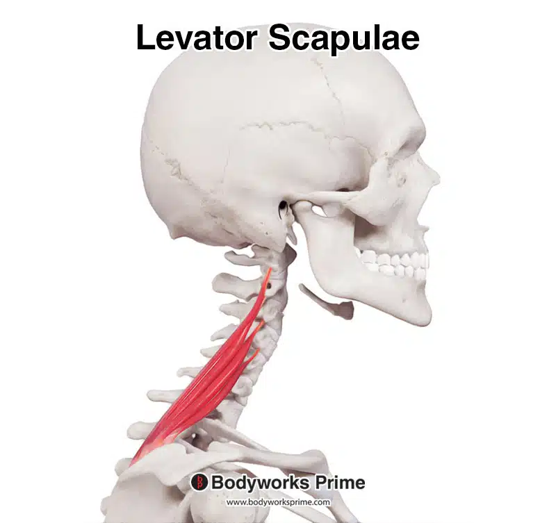 levator scapulae lateral view