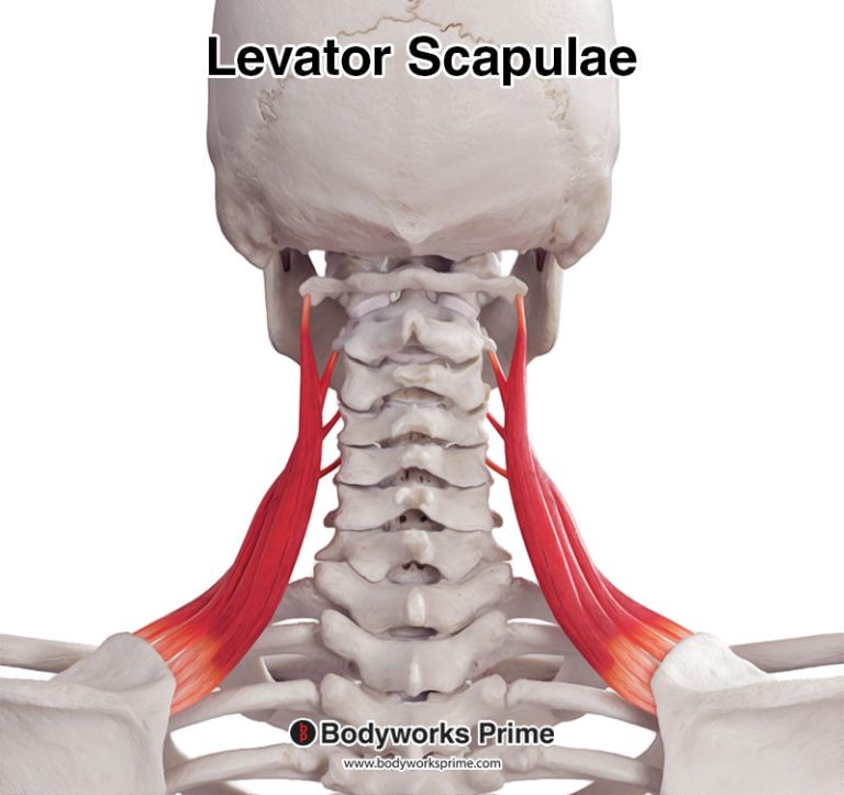 Levator Scapulae muscle anatomy diagram
