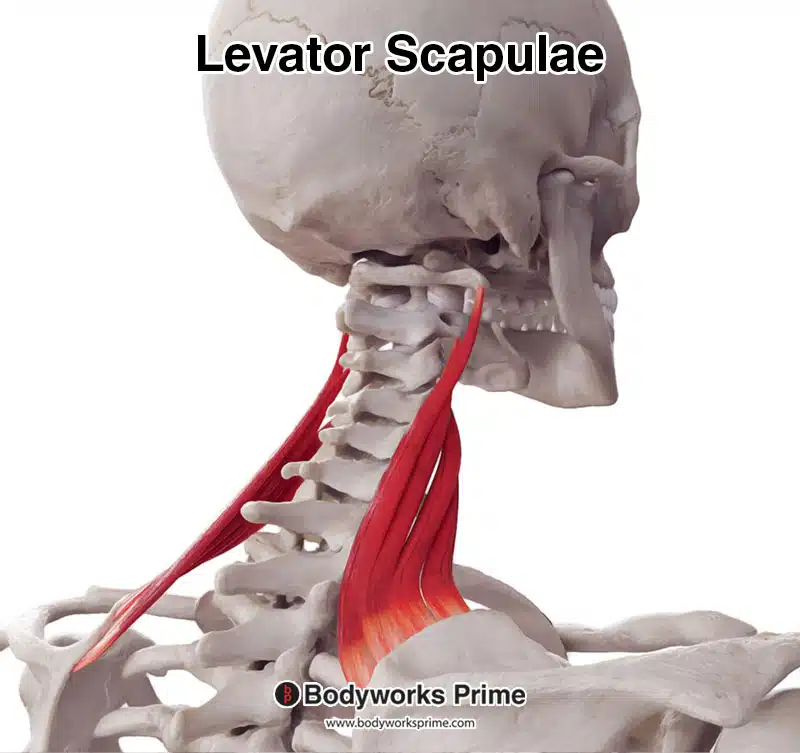 levator scapulae posterolateral view