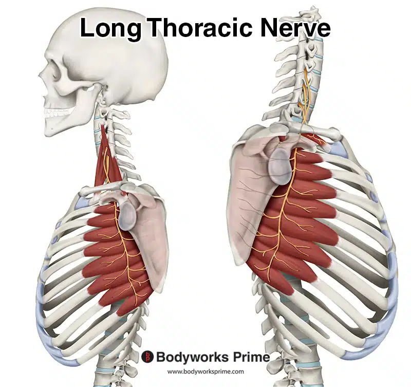 long thoracic nerve